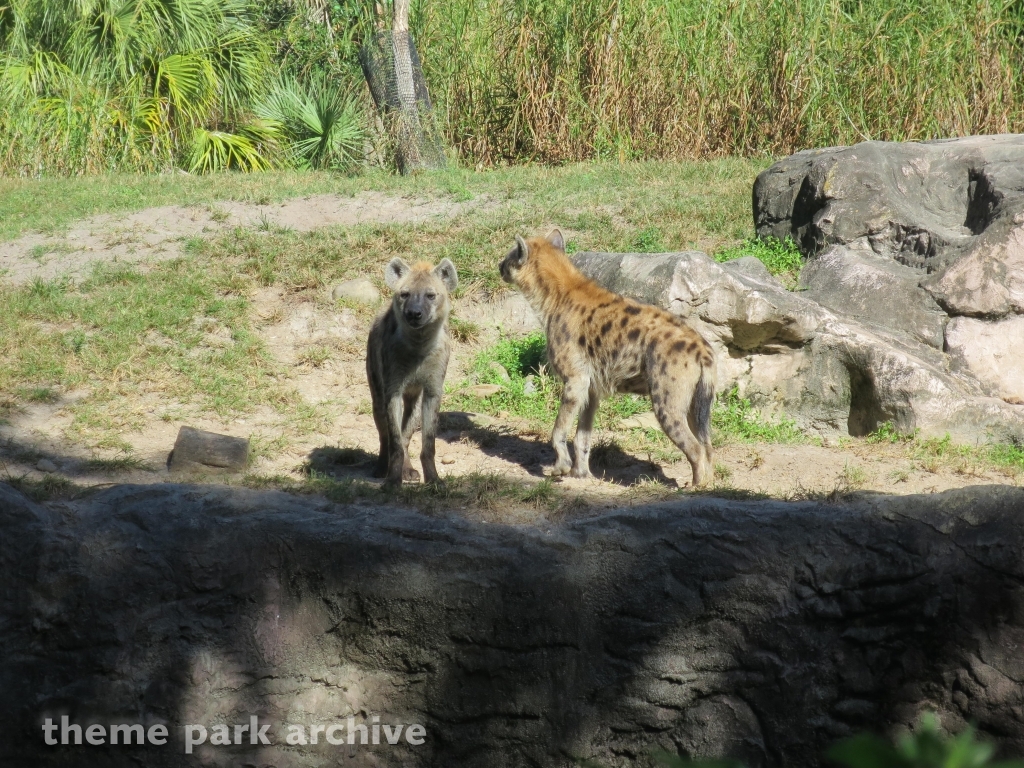 Edge of Africa at Busch Gardens Tampa