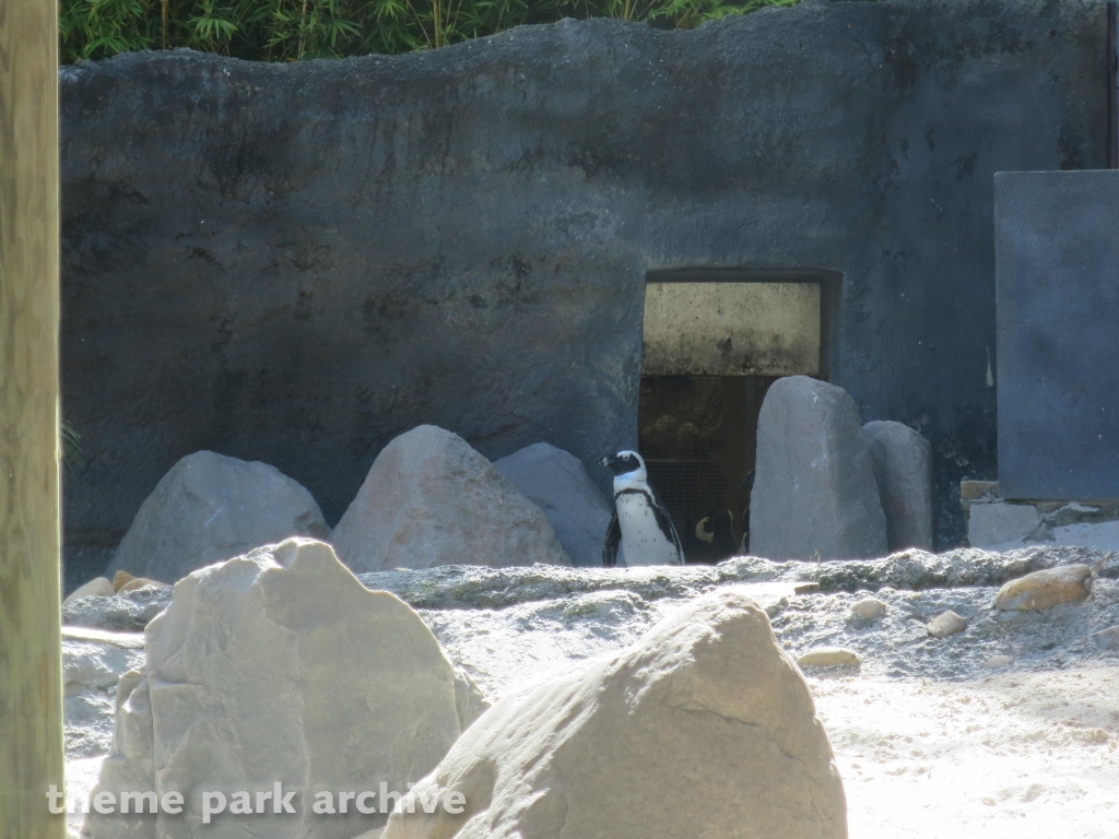 Edge of Africa at Busch Gardens Tampa