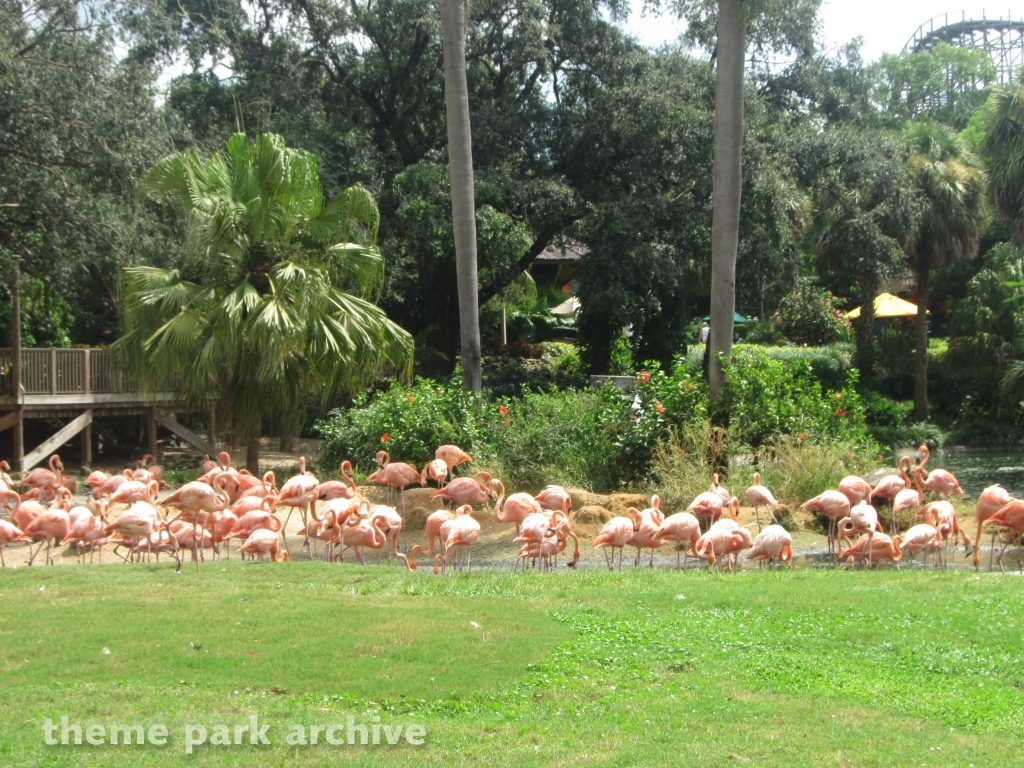 Bird Gardens at Busch Gardens Tampa