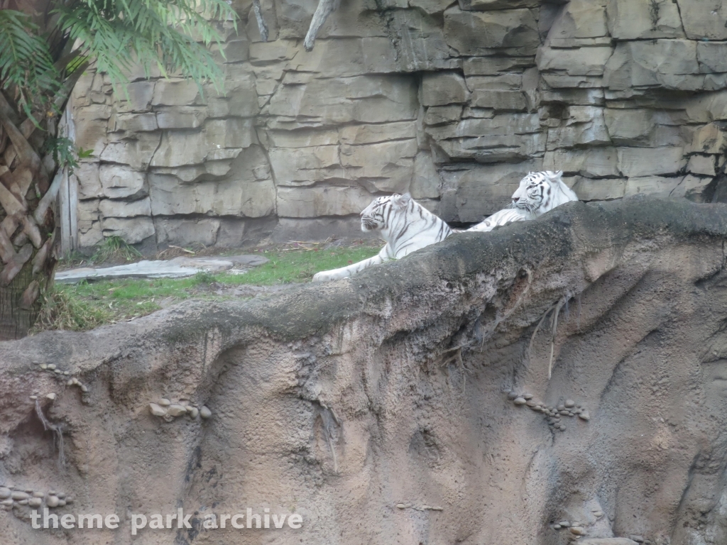 Jungala at Busch Gardens Tampa