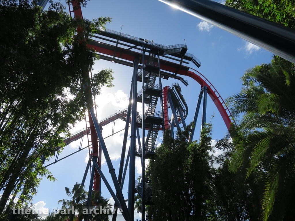 Sheikra at Busch Gardens Tampa