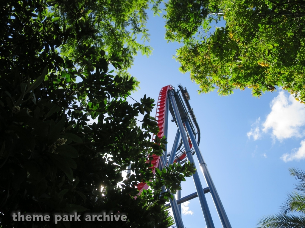 Sheikra at Busch Gardens Tampa