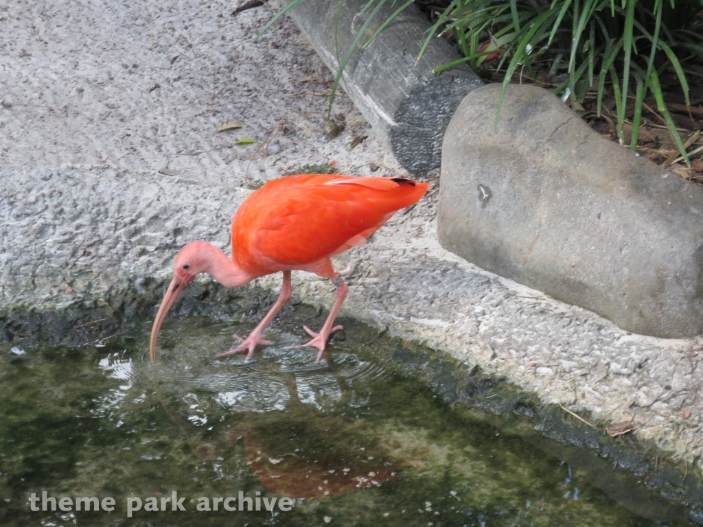Bird Gardens at Busch Gardens Tampa