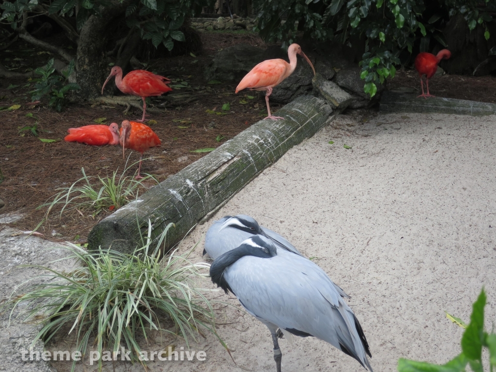 Bird Gardens at Busch Gardens Tampa