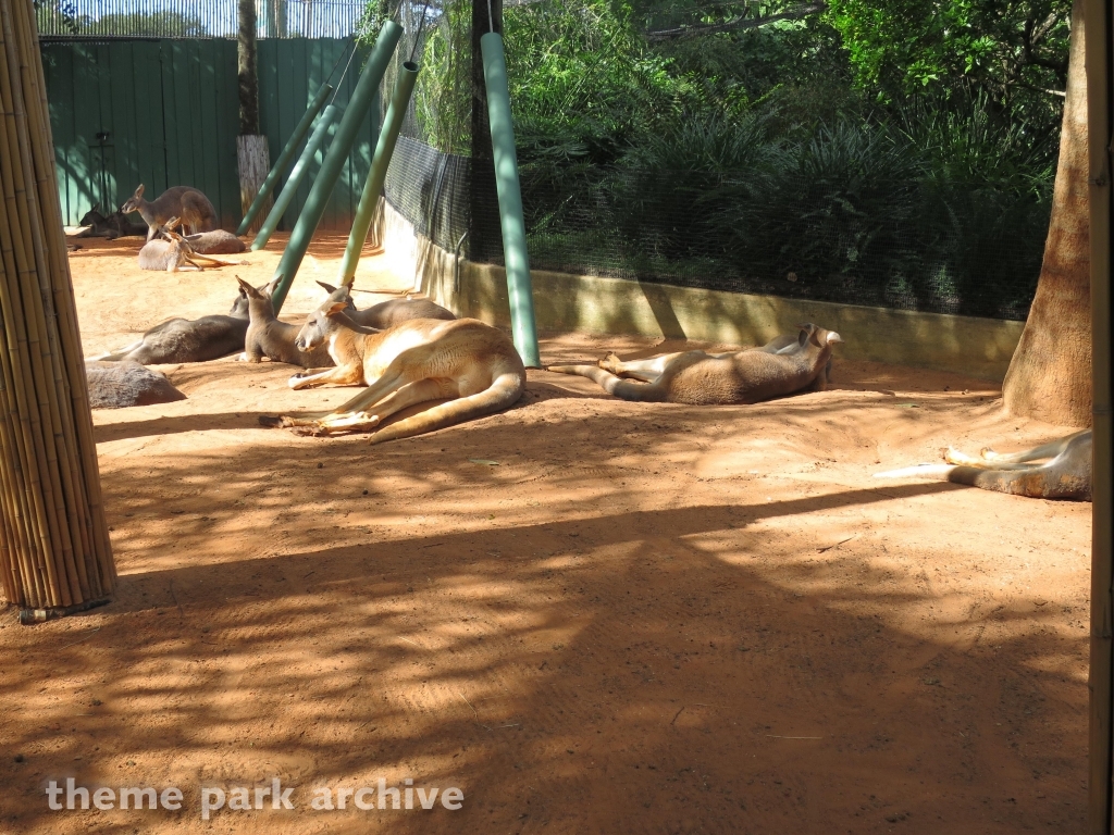 Walkabout Way at Busch Gardens Tampa