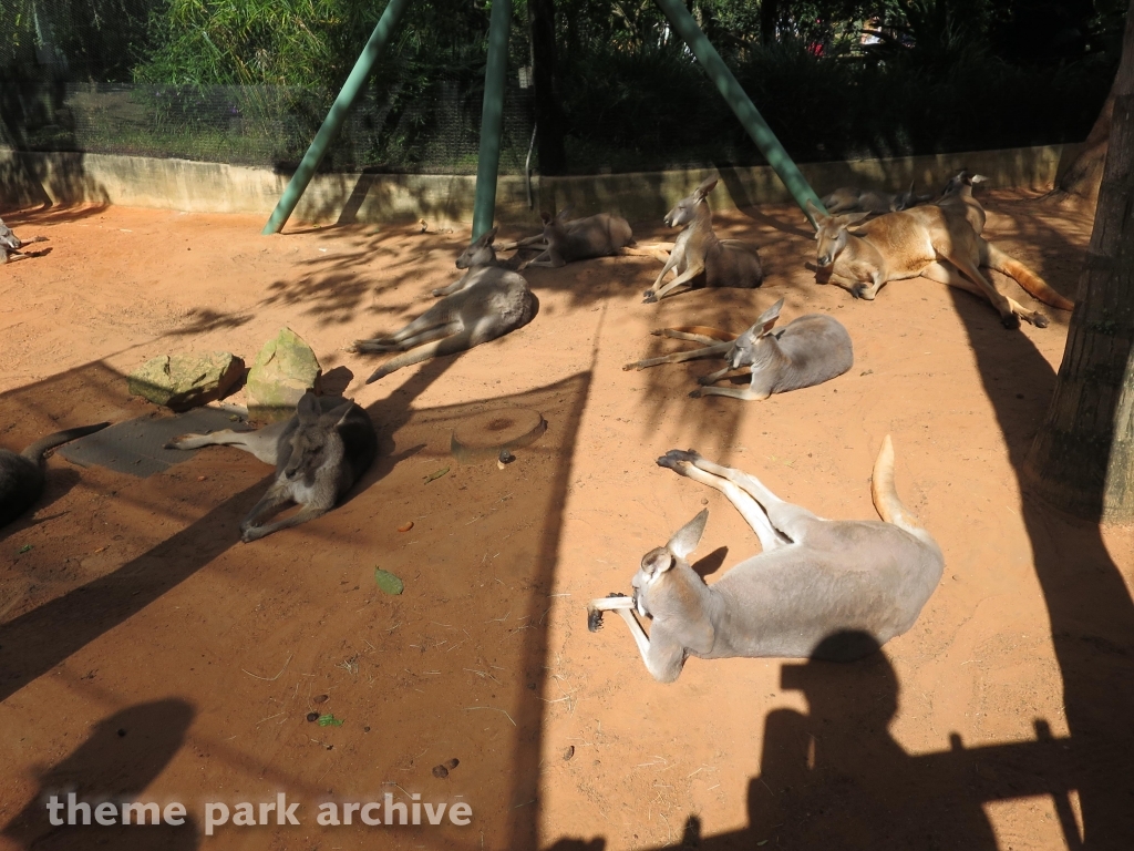 Walkabout Way at Busch Gardens Tampa