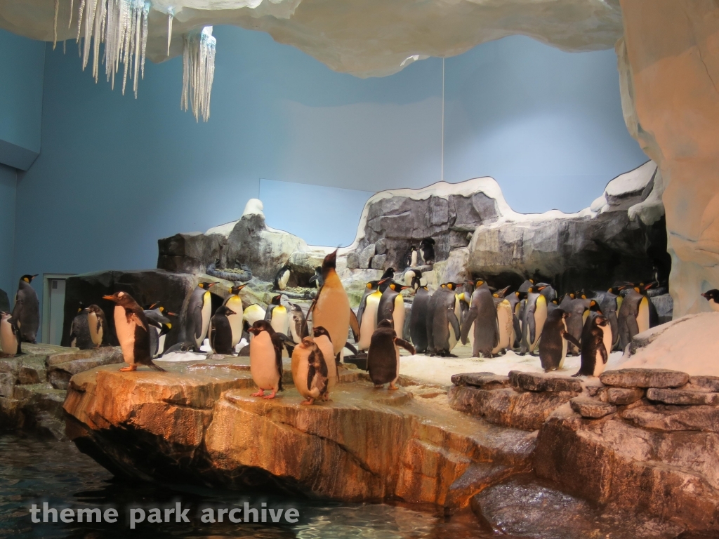 Antarctica Empire of the Penguin at SeaWorld Orlando