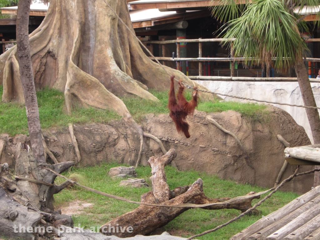 Jungala at Busch Gardens Tampa
