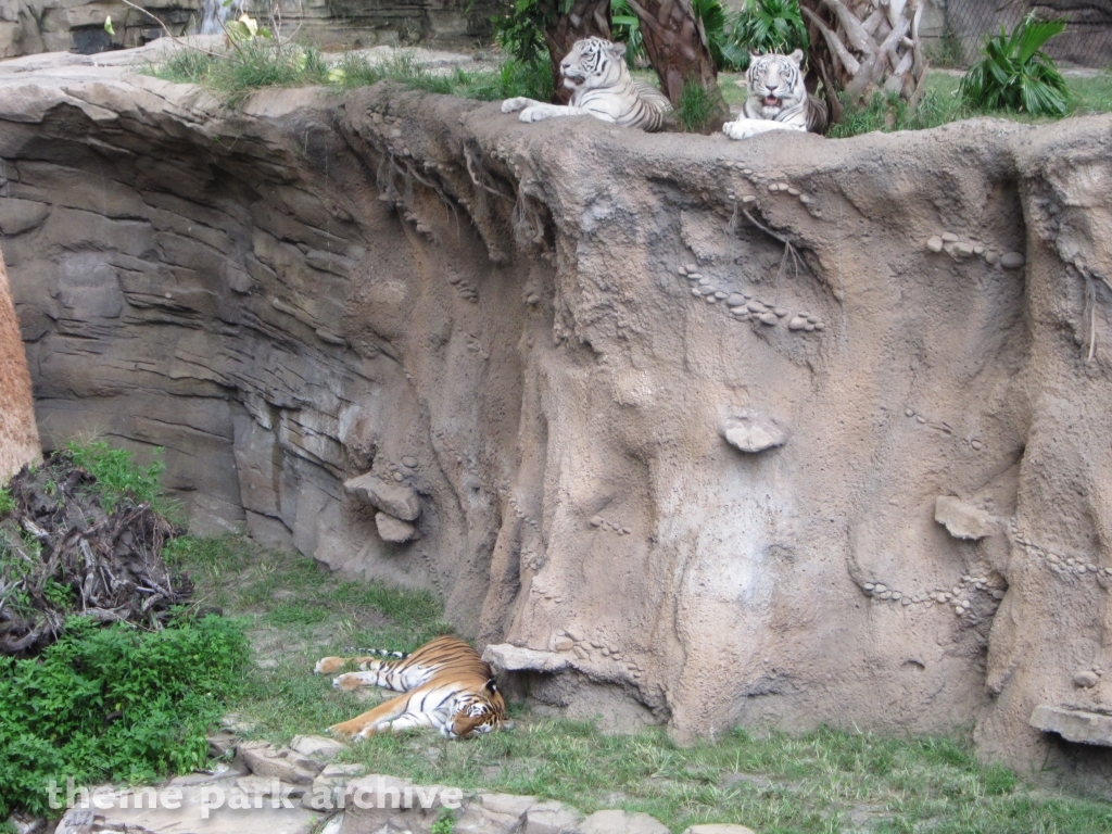Jungala at Busch Gardens Tampa