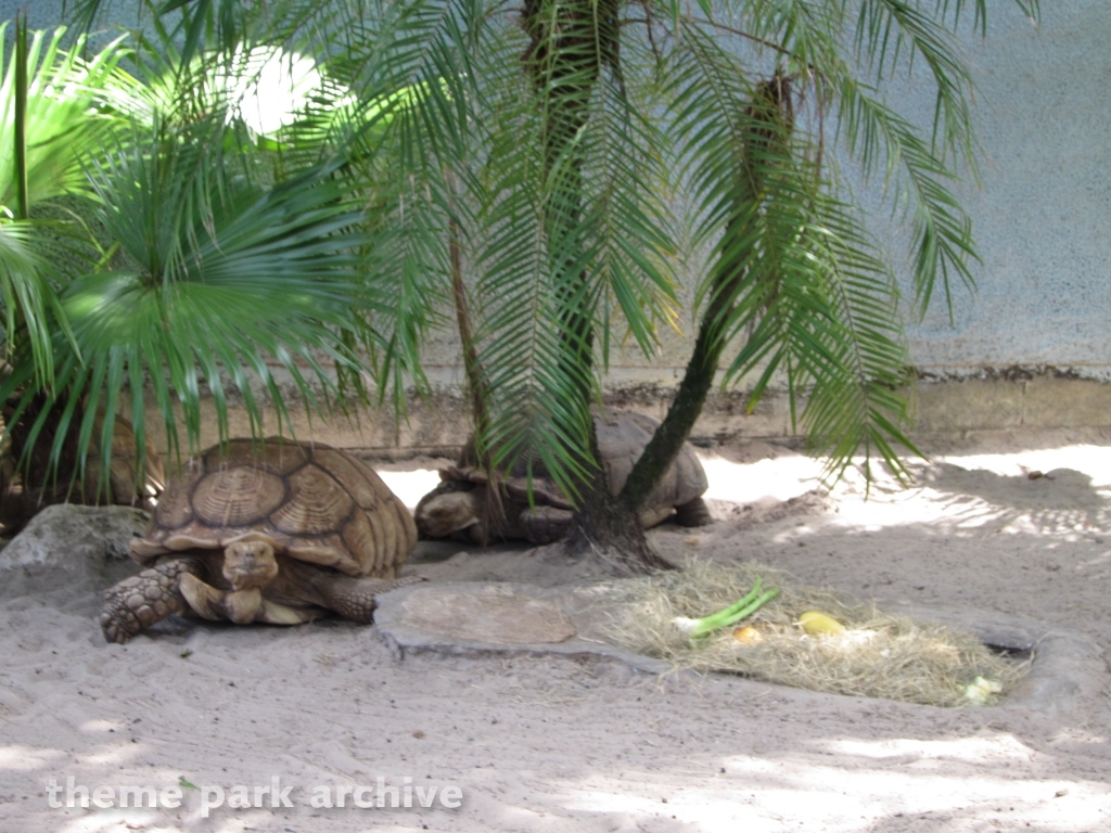 Timbuktu at Busch Gardens Tampa