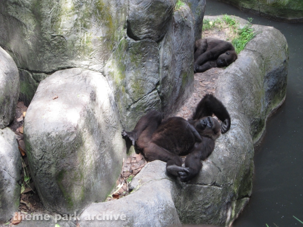 Nairobi at Busch Gardens Tampa