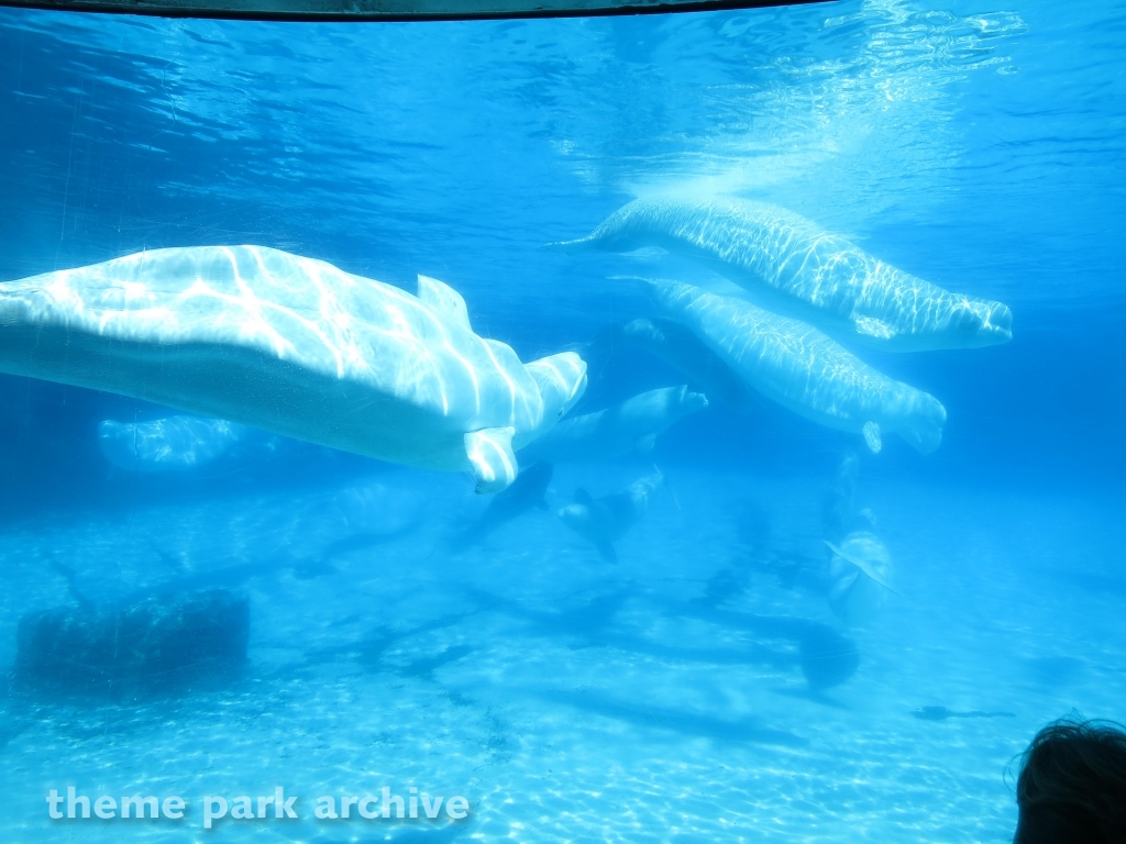 Arctic Cove at Marineland