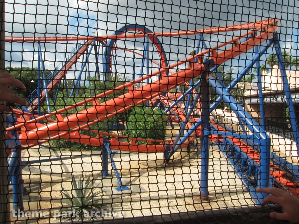 Scorpion at Busch Gardens Tampa