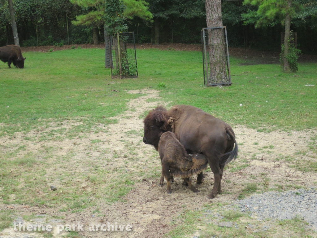 Safari Off Road Adventure at Six Flags Great Adventure
