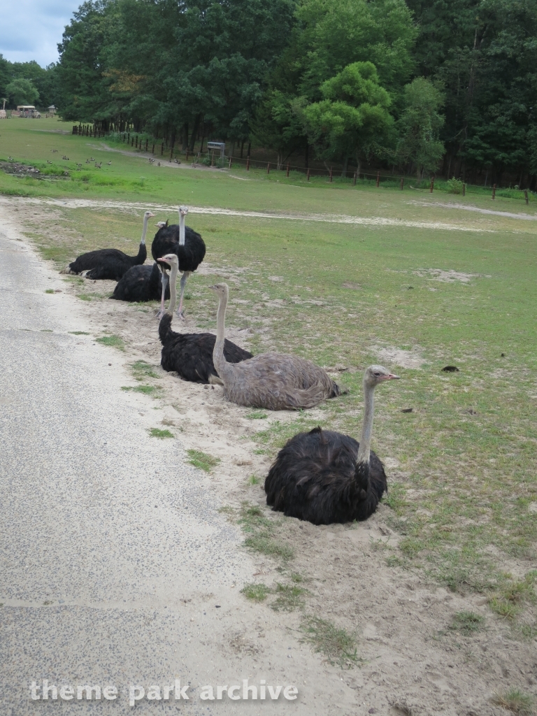 Safari Off Road Adventure at Six Flags Great Adventure