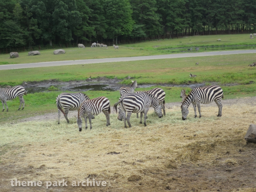 Safari Off Road Adventure at Six Flags Great Adventure