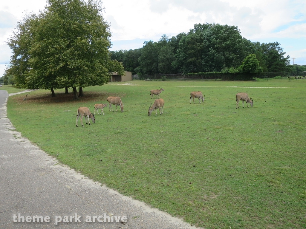 Safari Off Road Adventure at Six Flags Great Adventure