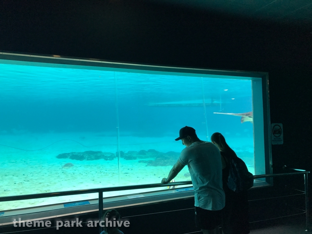Shark Bay at Sea World Gold Coast