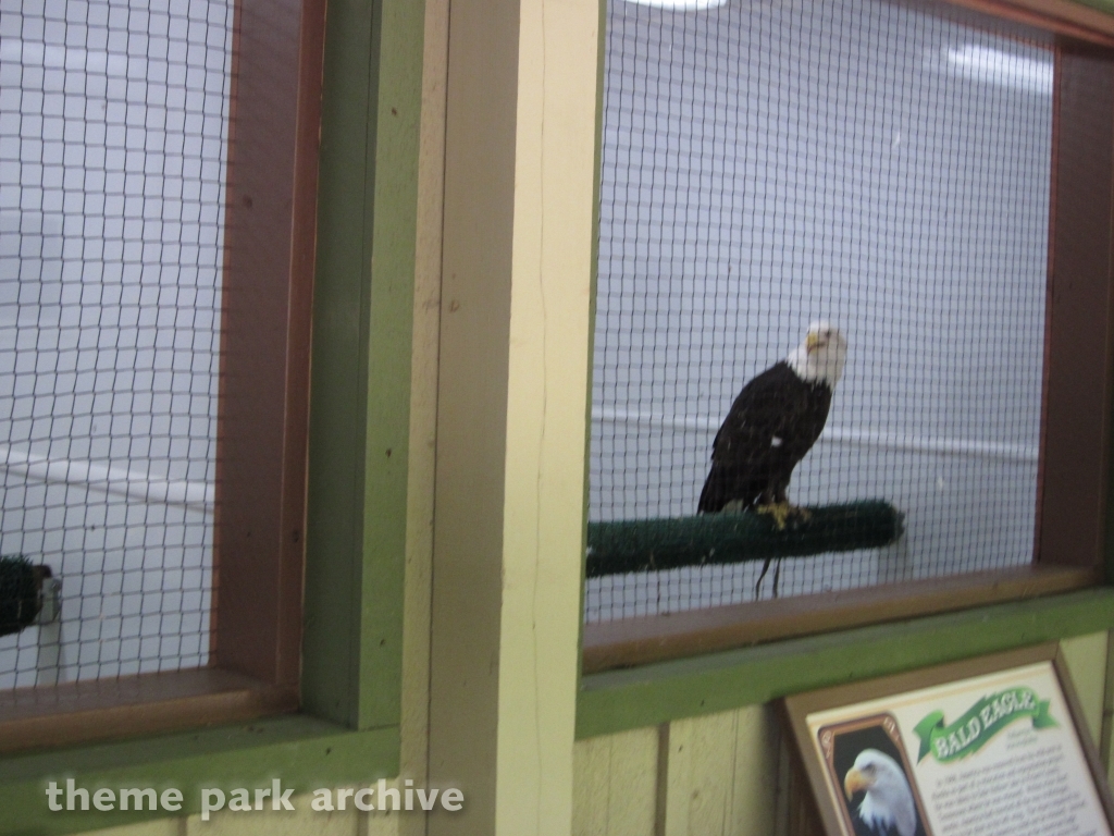 Wings of America at Dollywood
