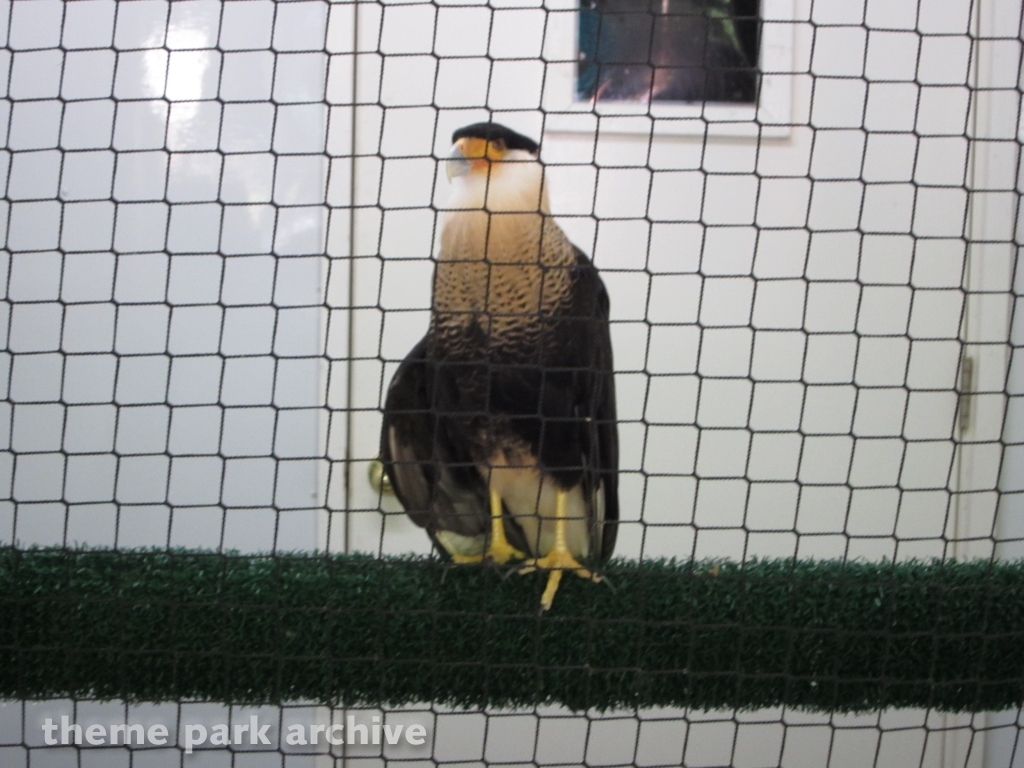 Wings of America at Dollywood