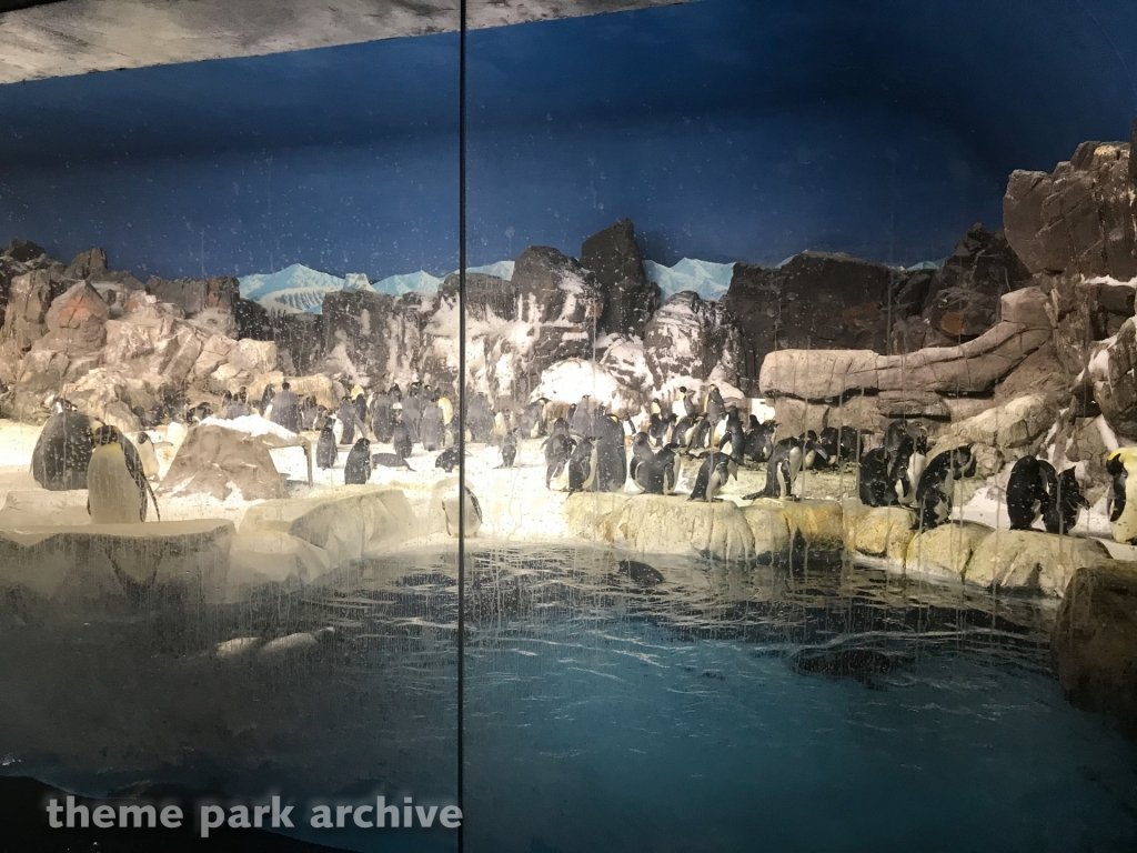 Penguin Encounter at SeaWorld San Diego