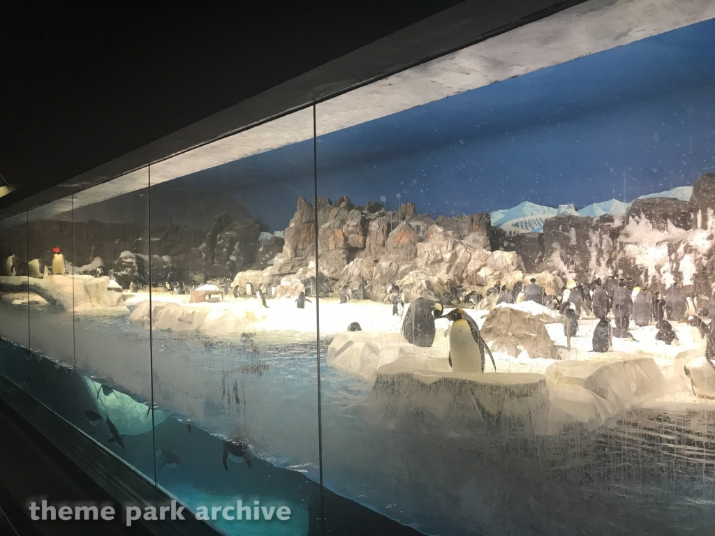 Penguin Encounter at SeaWorld San Diego