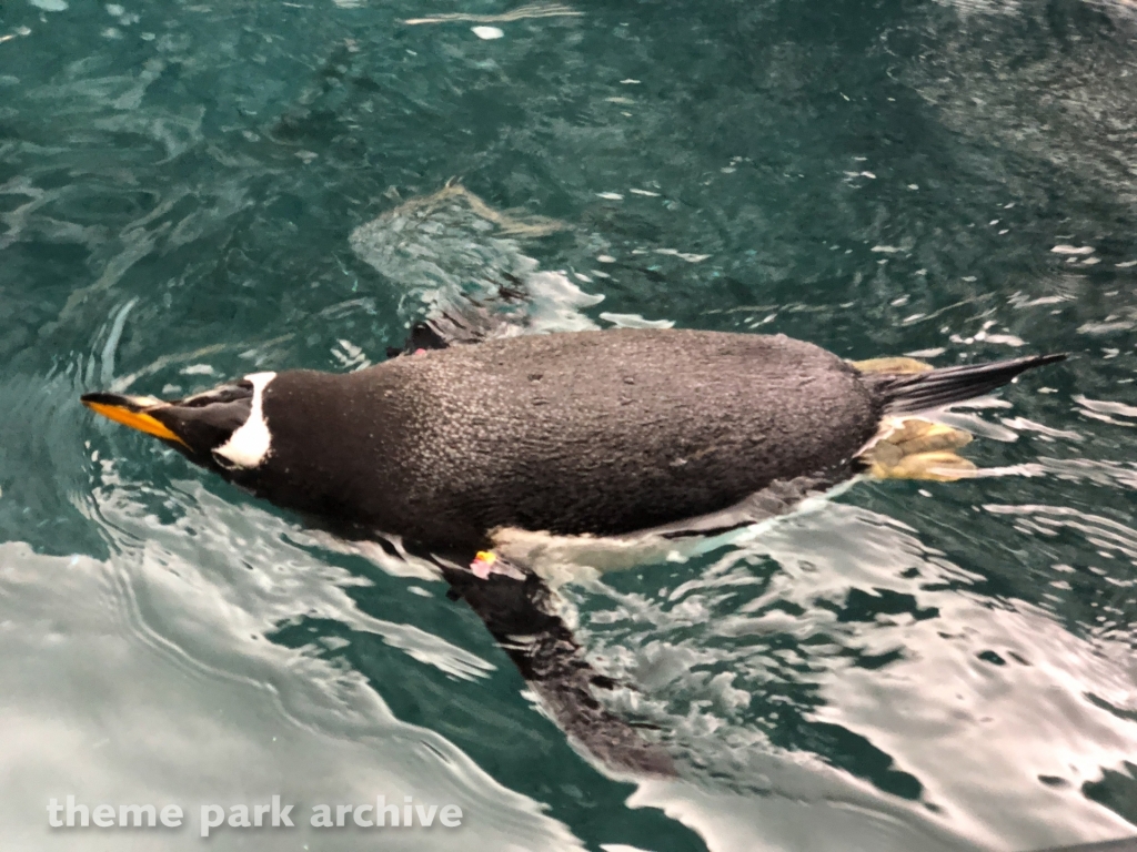 Antarctica Empire of the Penguin at SeaWorld Orlando