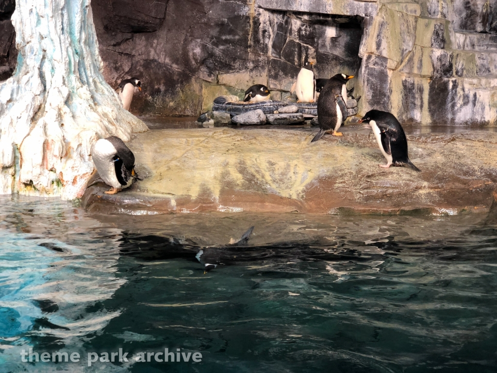 Antarctica Empire of the Penguin at SeaWorld Orlando