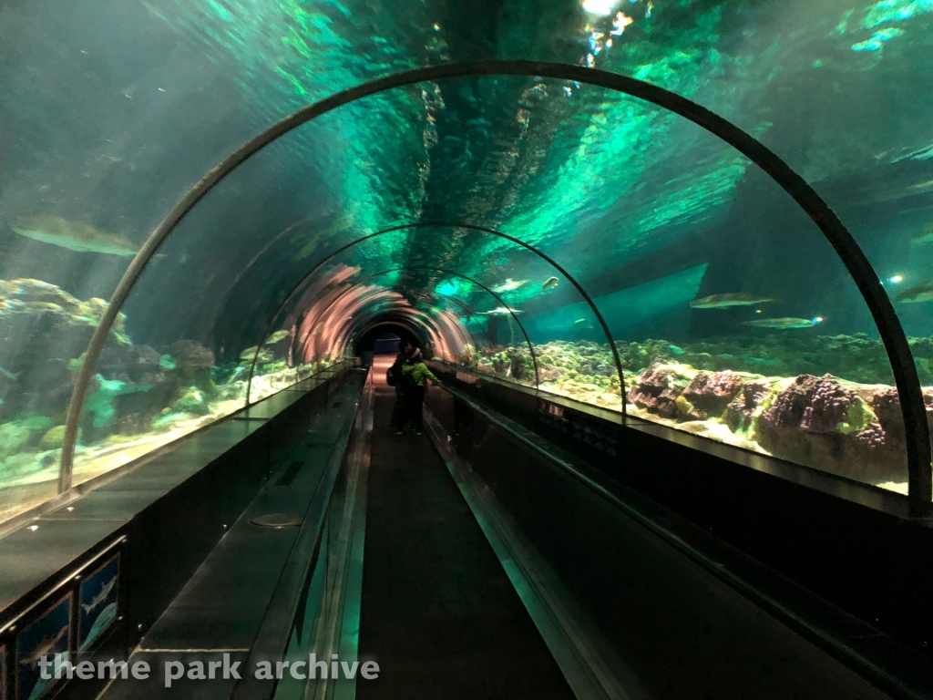 Shark Encounter at SeaWorld Orlando