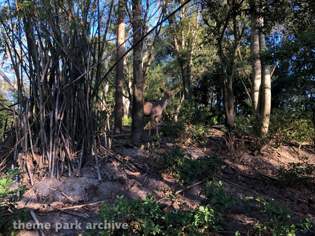 Kilimanjaro Safaris at Disney's Animal Kingdom