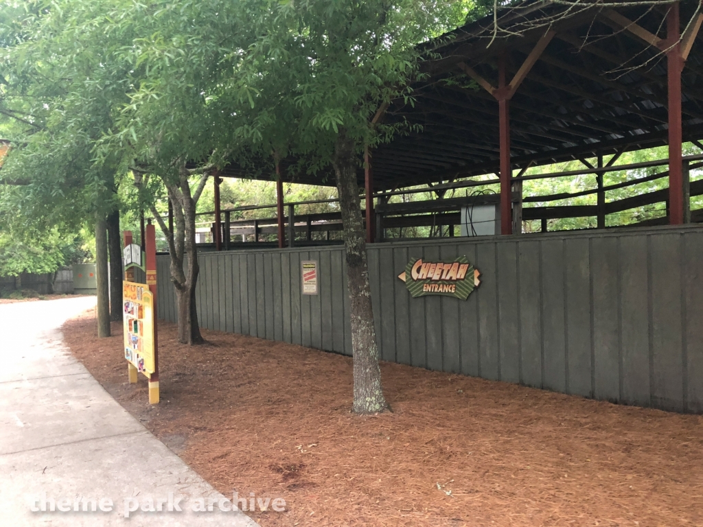 Cheetah at Wild Adventures