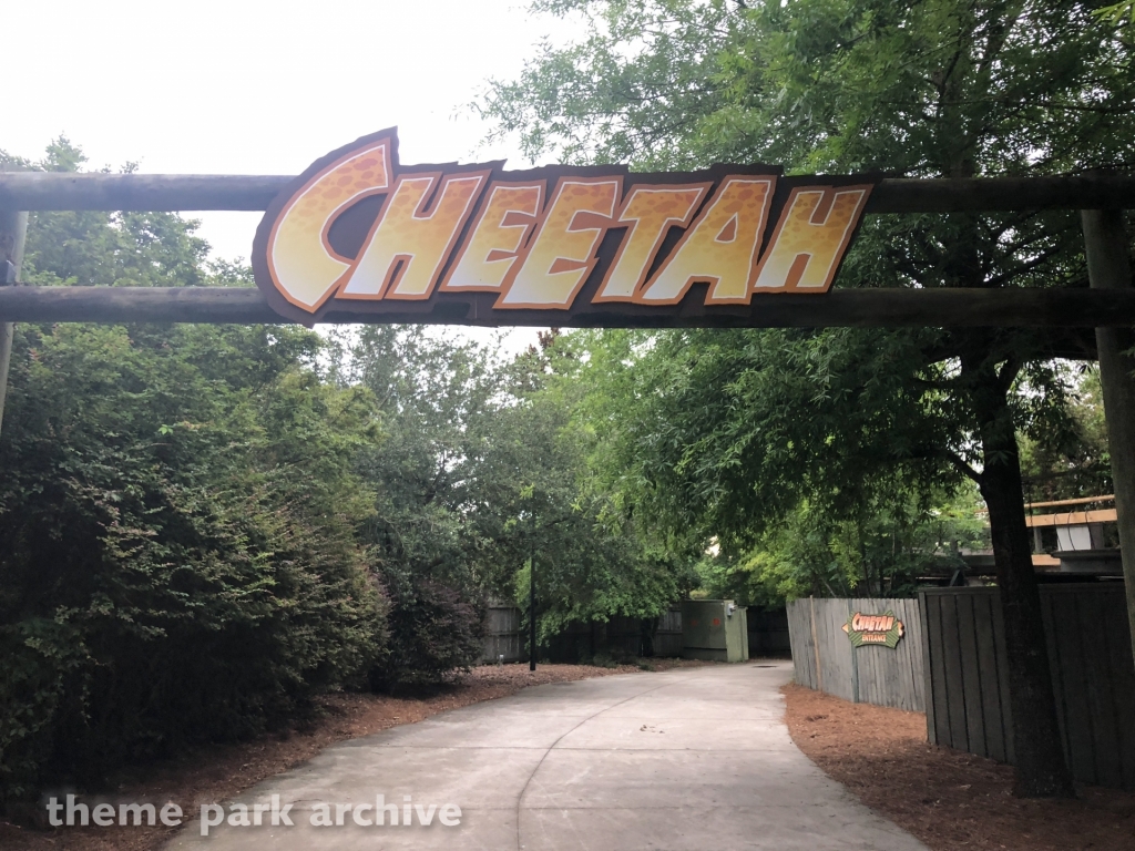 Cheetah at Wild Adventures