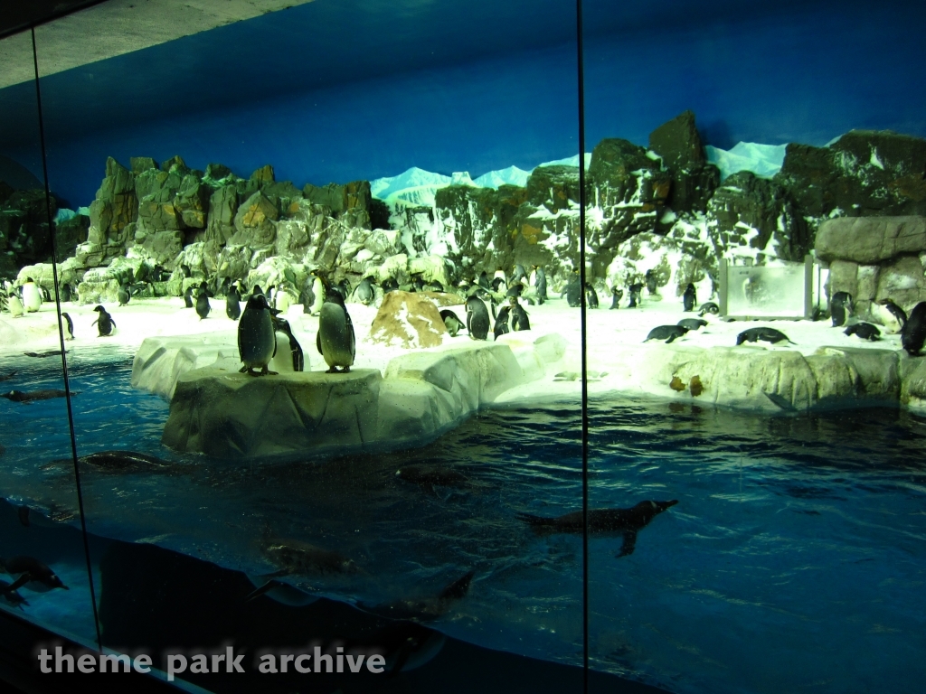 Penguin Encounter at SeaWorld San Diego