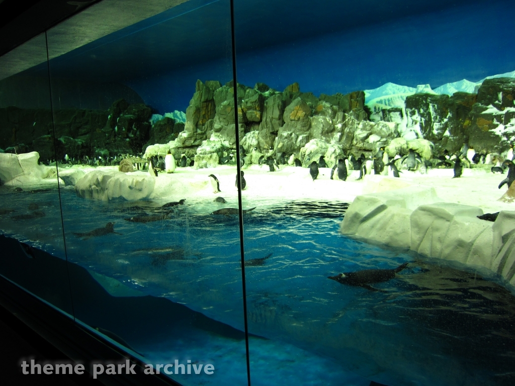 Penguin Encounter at SeaWorld San Diego