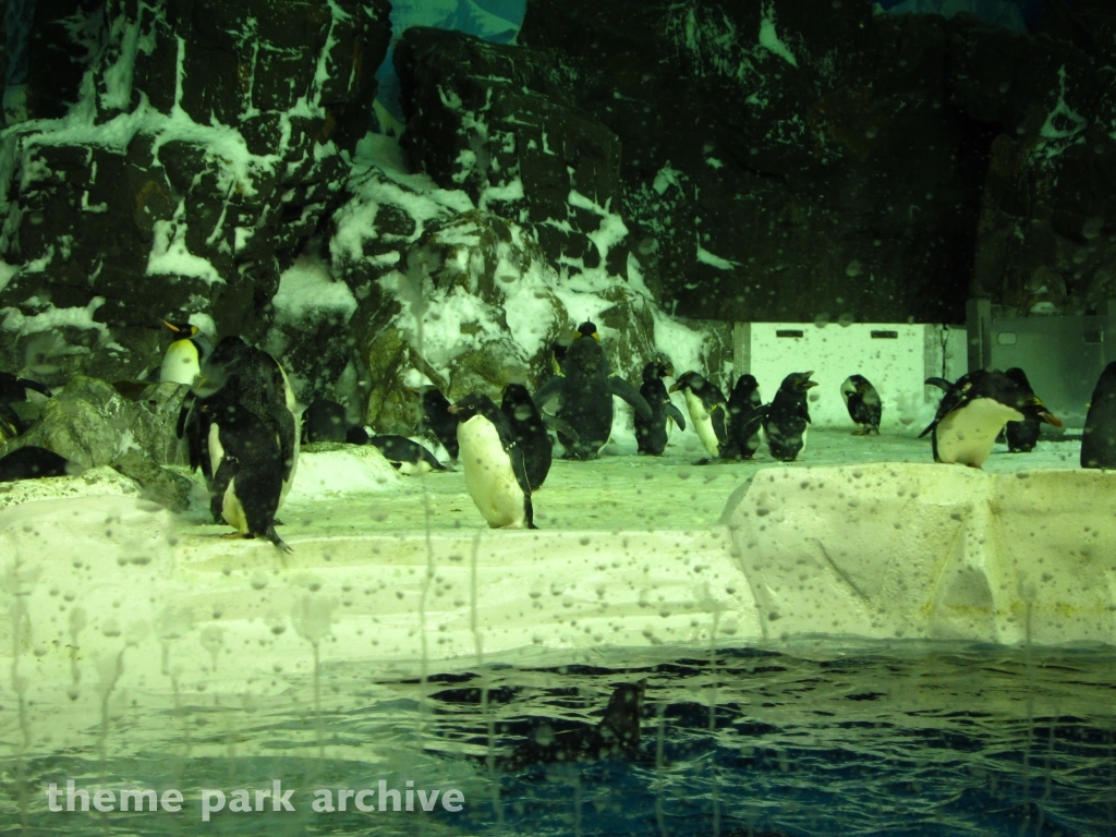 Penguin Encounter at SeaWorld San Diego