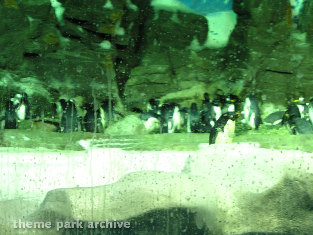 Penguin Encounter at SeaWorld San Diego