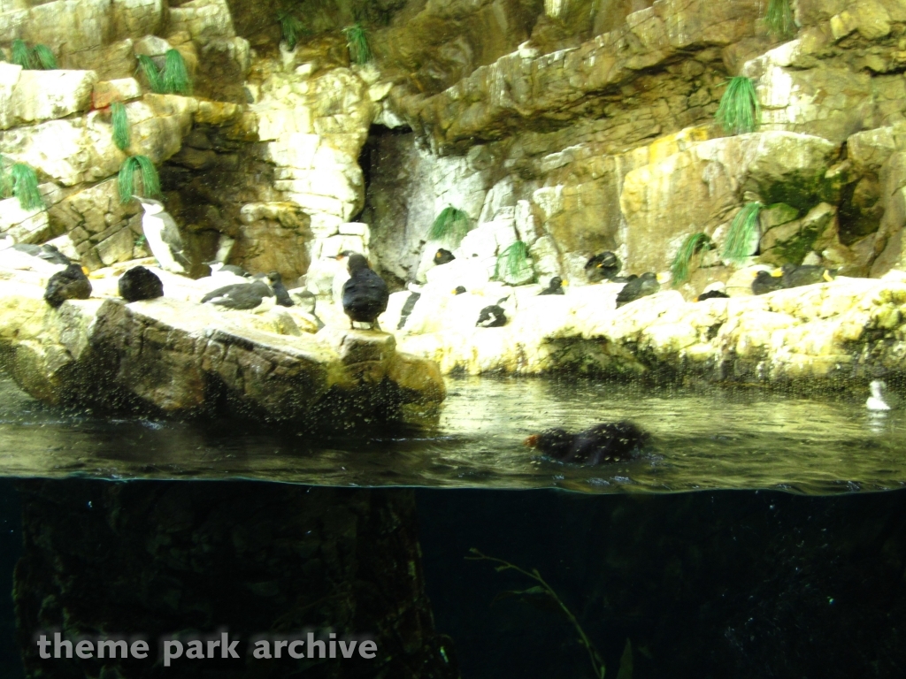 Penguin Encounter at SeaWorld San Diego