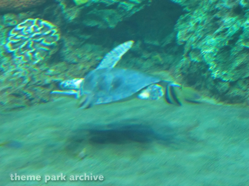 Turtle Reef at SeaWorld San Diego