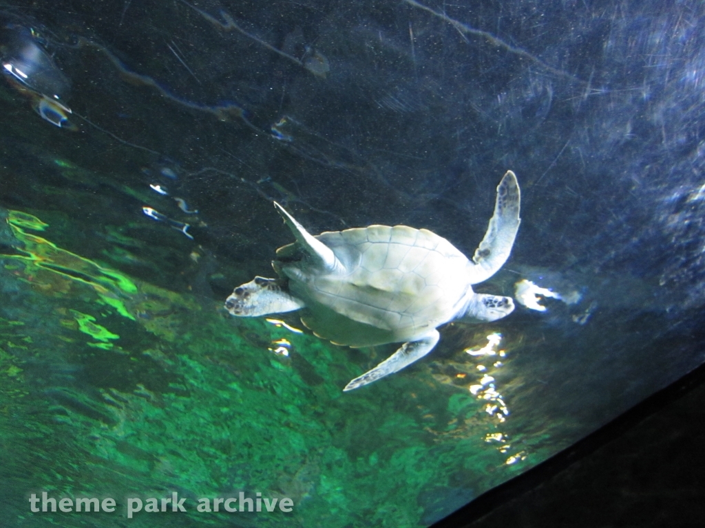 Turtle Reef at SeaWorld San Diego