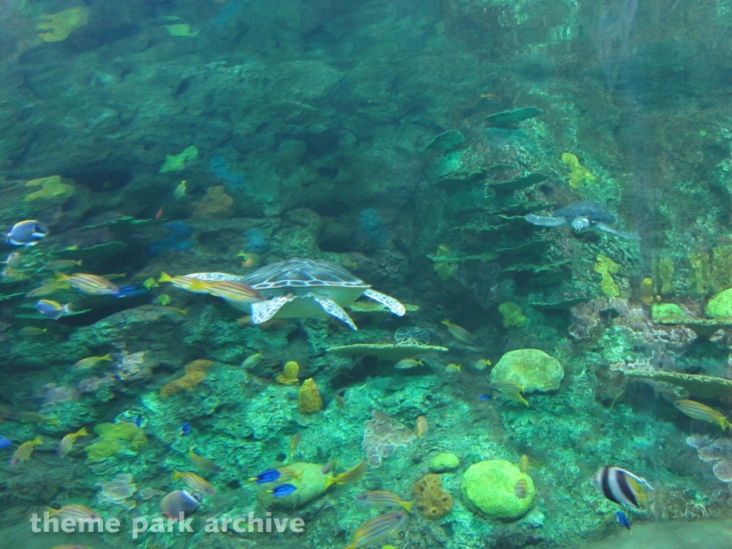 Turtle Reef at SeaWorld San Diego