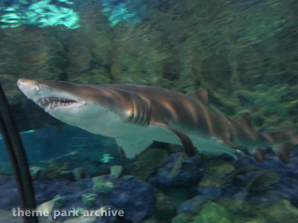 Shark Encounter at SeaWorld San Diego