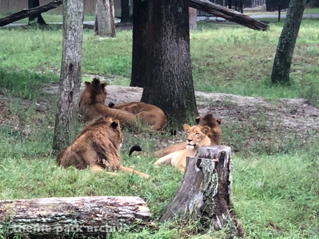 Safari Off Road Adventure at Six Flags Great Adventure