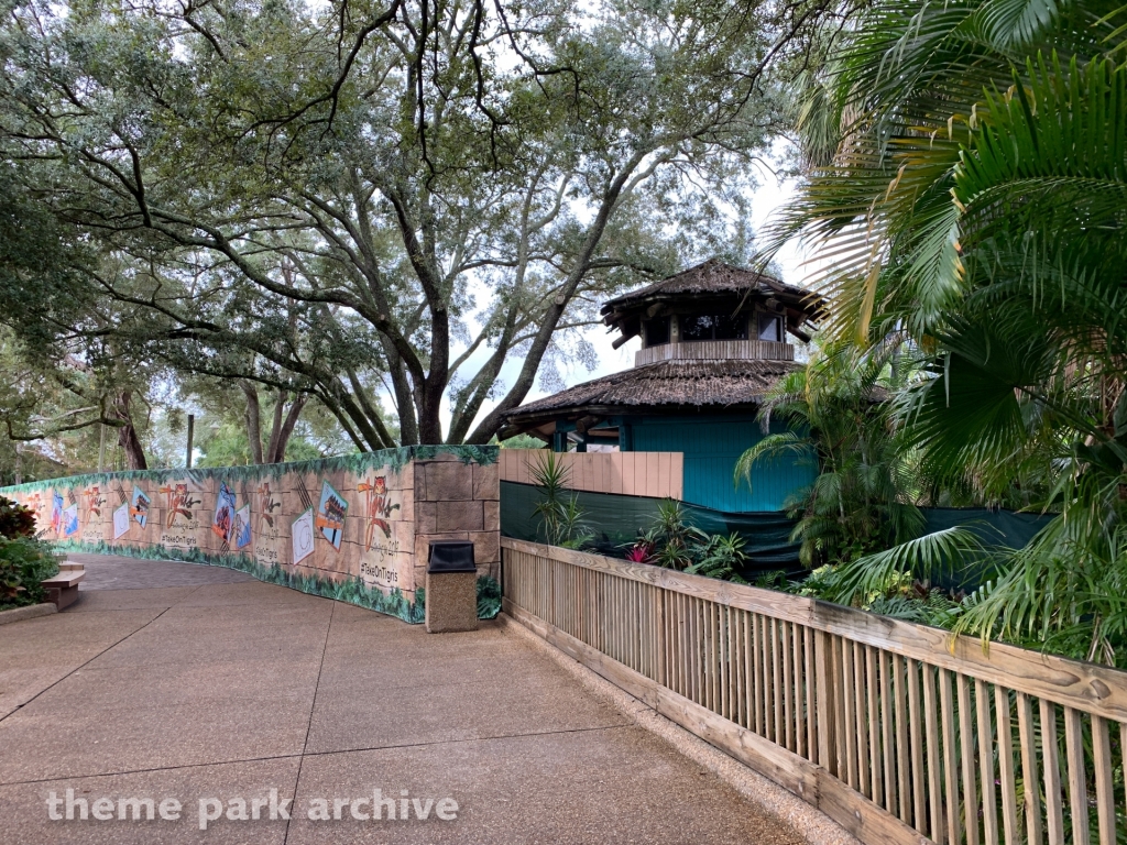 Tigris at Busch Gardens Tampa