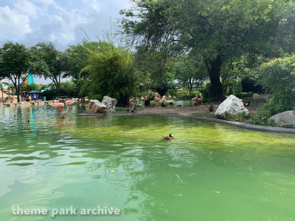 Flamingos at SeaWorld San Antonio