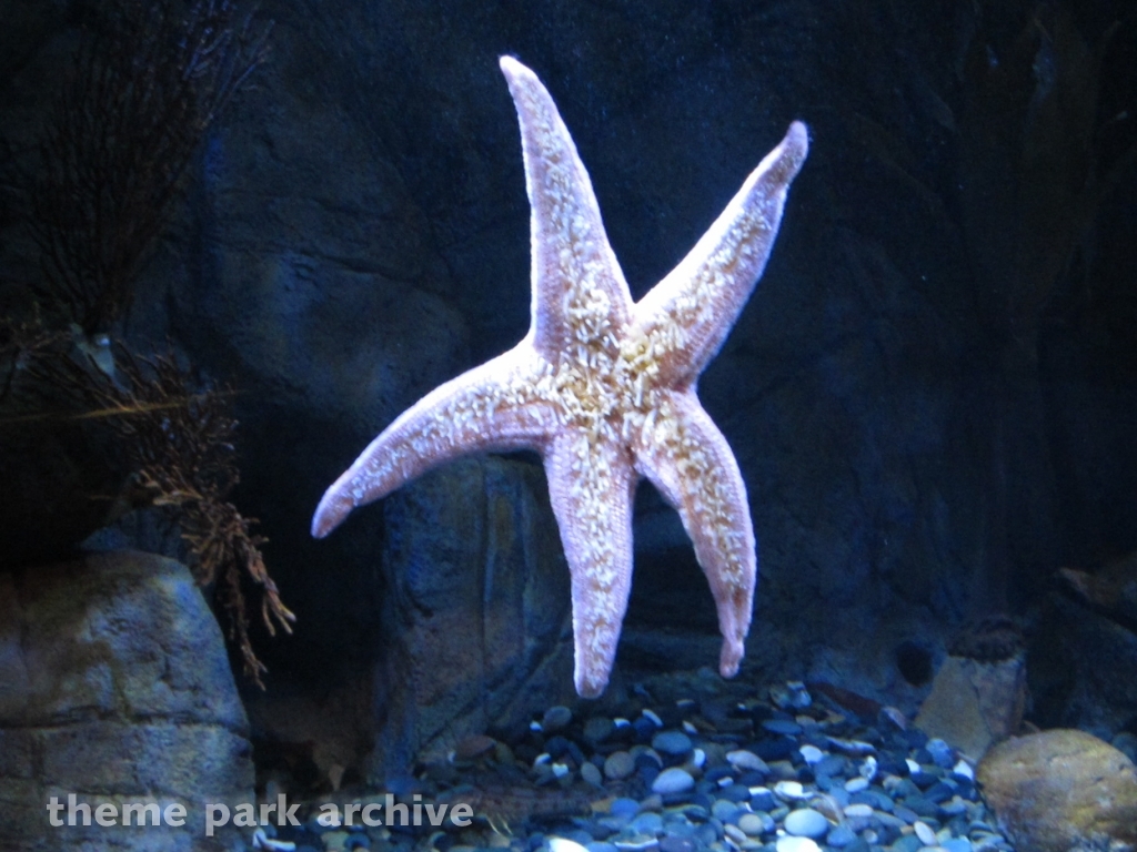 Sea Life Aquarium at LEGOLAND California