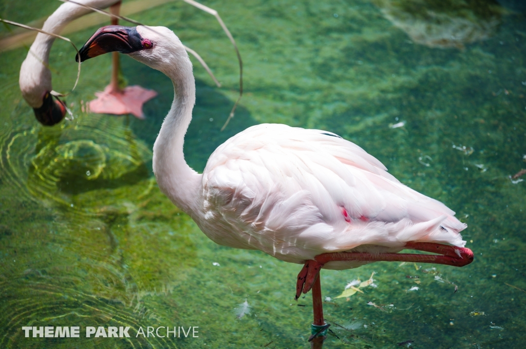 Edge of Africa at Busch Gardens Tampa