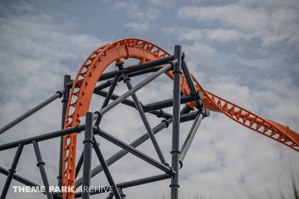 Tigris at Busch Gardens Tampa