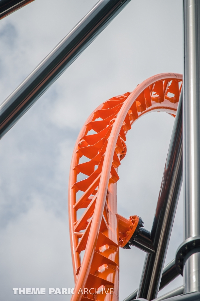 Tigris at Busch Gardens Tampa