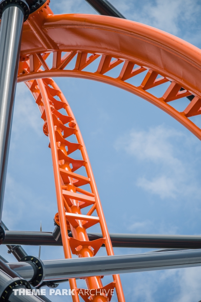 Tigris at Busch Gardens Tampa