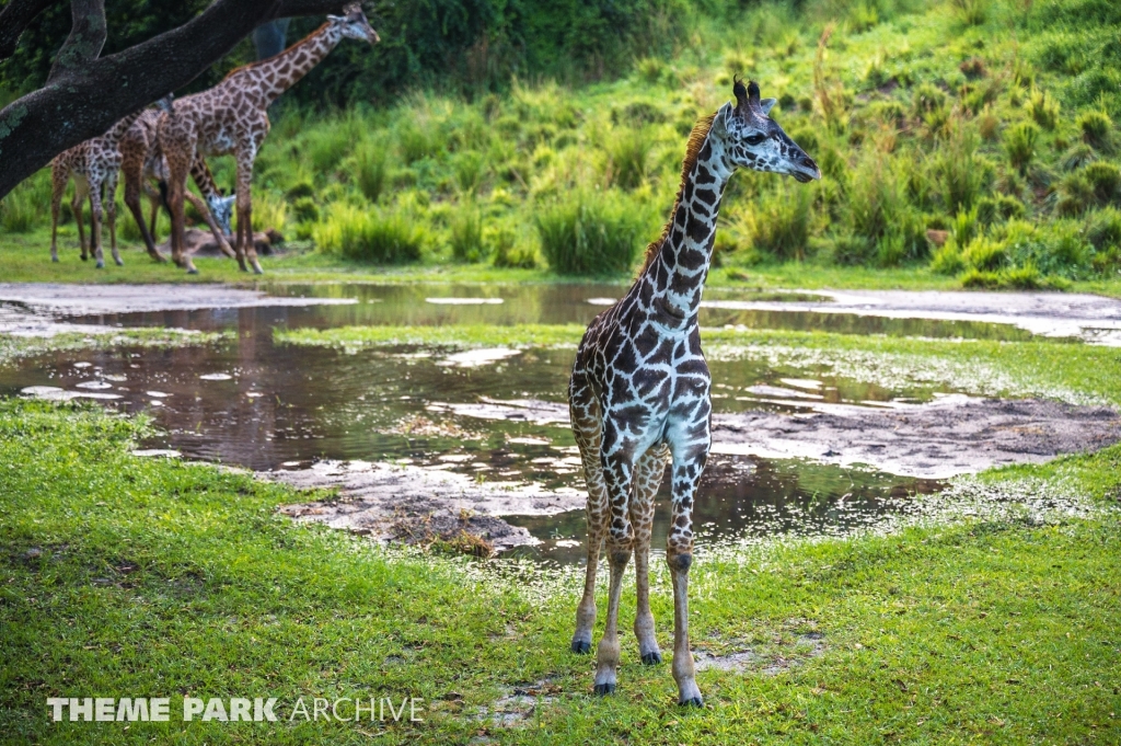Kilimanjaro Safaris at Disney's Animal Kingdom